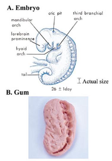 embryo-and-gum