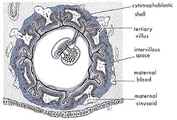 suspended-embryo-in-womb